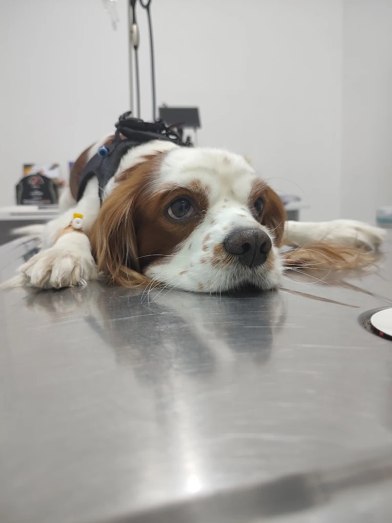 Vetpet kliniğinde muayene masasında sakin şekilde bekleyen Cavalier cinsi köpek